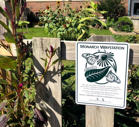 A picture of Elm Lawn's garden with a focus on the Monarch Waystation sign on a wooden fence. 